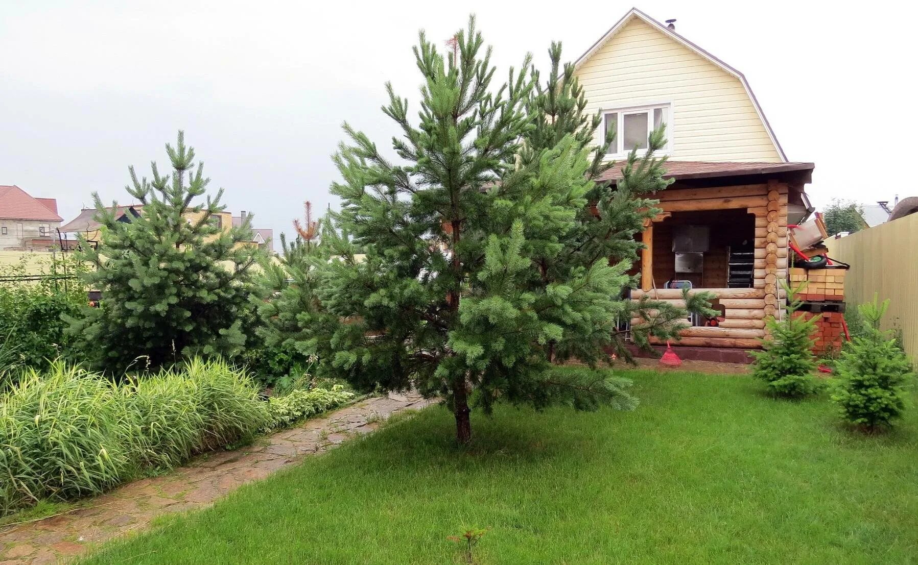 Кедр в подмосковье