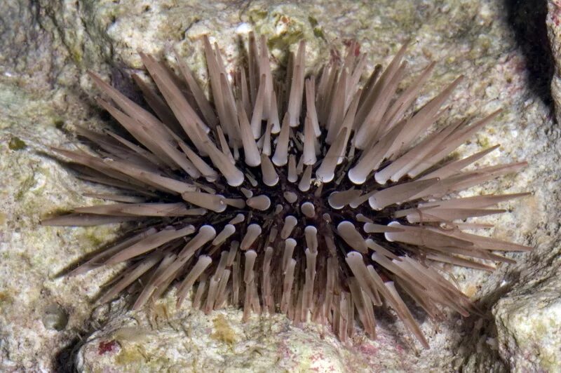 Морской еж тихого океана. Дальневосточный морской чёрный ёж. Тип иглокожие класс морские звезды. Иглокожие представители морской еж. Echinometra mathaei.