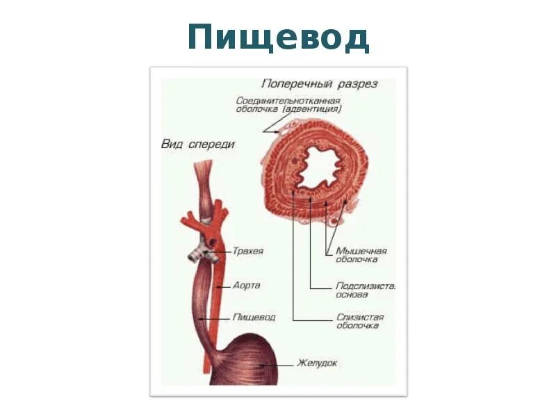 Границы пищевода. Строение пищевода вид спереди. Пищевод строение анатомия. Схема пищевода человека. Строение пищевода рисунок.