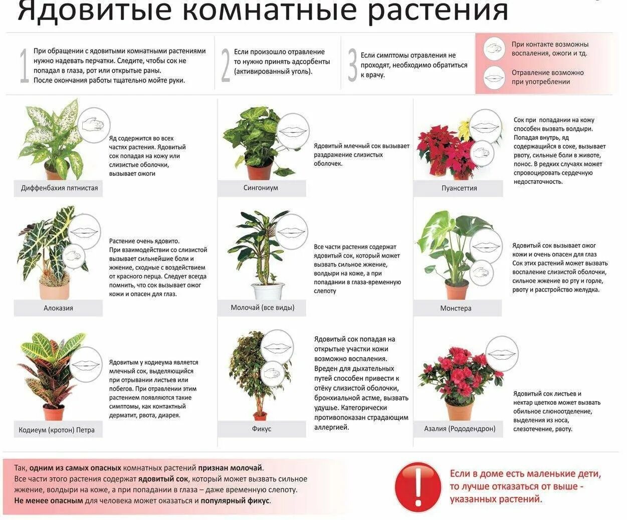 Какой из цветов ядовитый. Ядовитые комнатные растения 10. Ядовитые домашние цветы. Ядовитые растения домашние комнатные. Список ядовитых домашних растений.