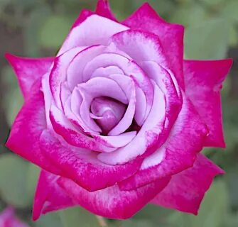 Rose paradise
