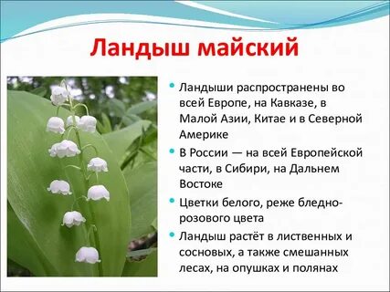 Систематика ландыша майского