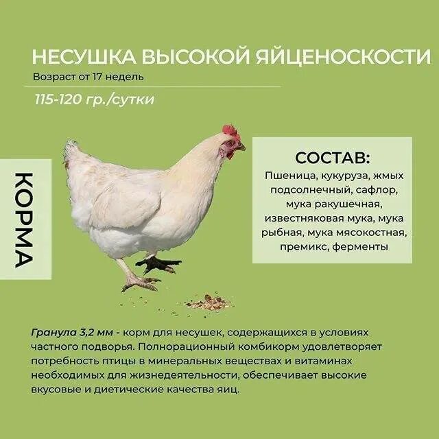 Яйценоскость кур несушек в домашних. Яйцоноскость курнесушек. Корм несушкам для яйценоскости. Корма для несушек для повышения яйценоскости.