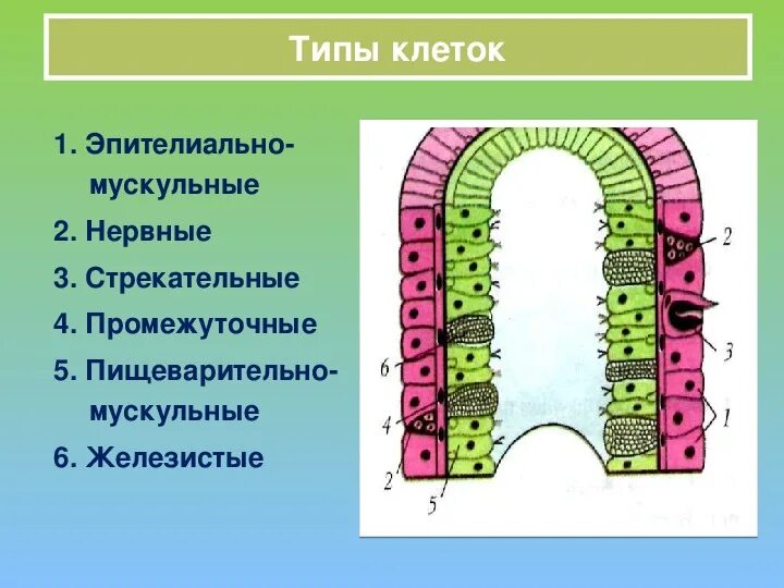 Кожно мускульные клетки