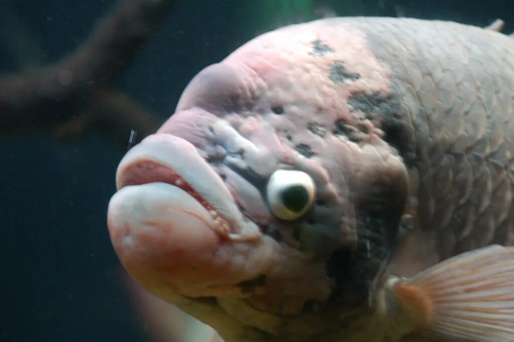 Scary fish. Ugly fish очки. big white eyes fish.