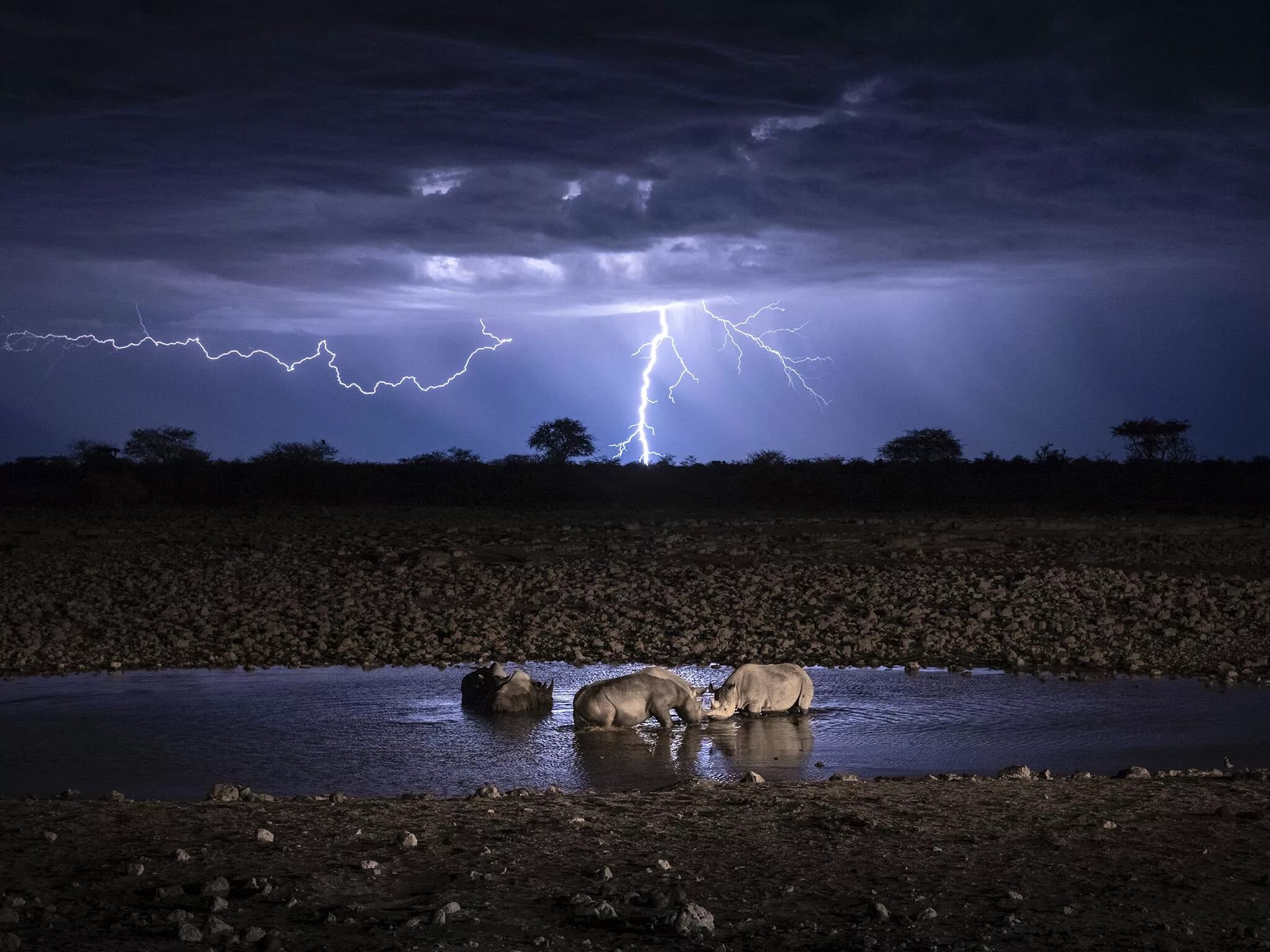 Победители фотоконкурса National Geographic 2019. Снимки National Geographic. Фото природы National Geographic. Дикая природа России National Geographic.