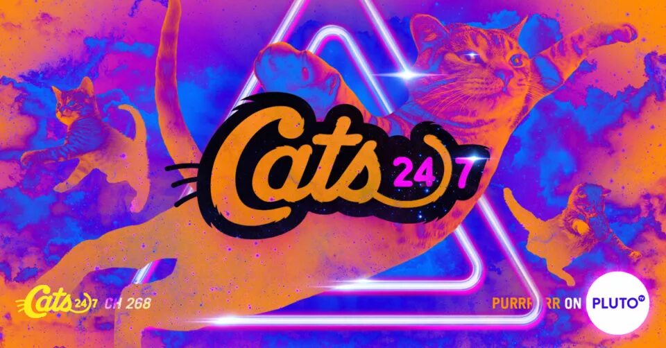 Плуто ТВ. Pluto fast TV. Cats TV "Cats TV". Кошка дива DTV. Кэт 24