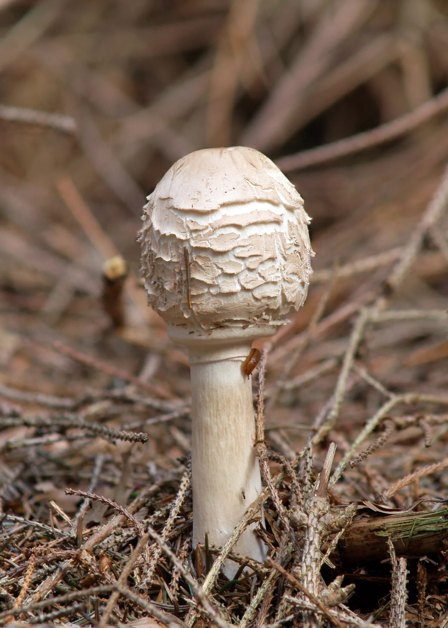 Как выглядит гриб зонтик. Гриб-зонтик краснеющий (chlorophyllum rhacodes). гриб зонтик розовеющий. зонтик свинцовошлаковый (chlorophyllum molybdites). зонтик краснеющий chlorophyllum rhacodes.