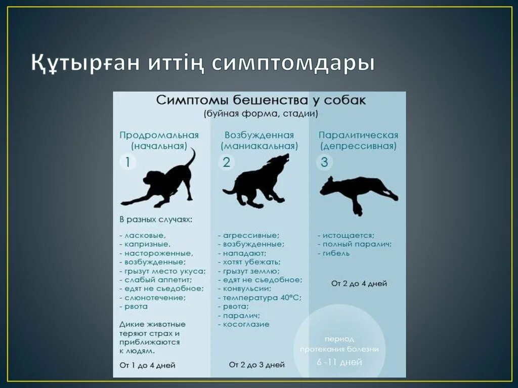 Как проявляется бешенство у собак первые. Признаки бешенства у животных. Бешенство у животных симптомы. Стадии развития бешенства. Бешенство у кошек симптомы.