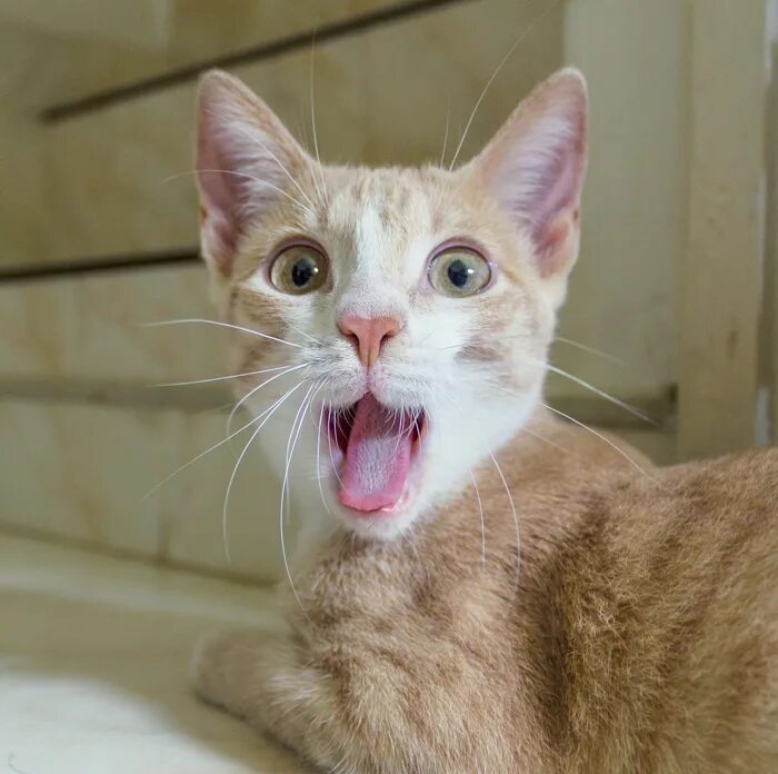 Кот удивление. Кошка с открытым ртом. Коты с открытыми ртами. Удивленный котик с открытым ртом.