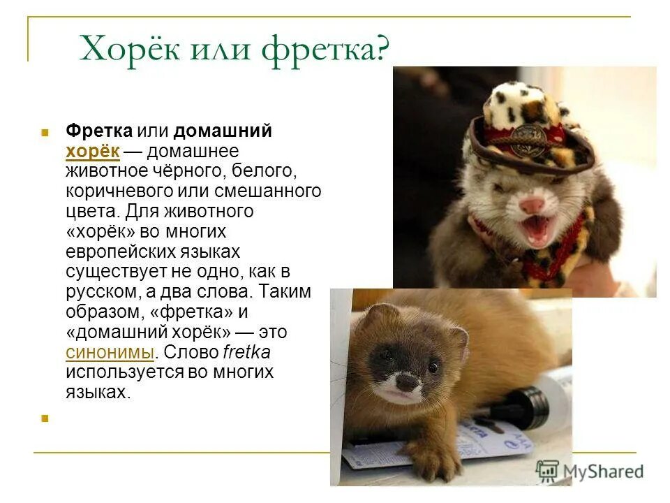 Хорёк домашний. Лесной хорек красная книга. Лесной хорёк описание. Хорек гравюра. Хорь много знал и от него.