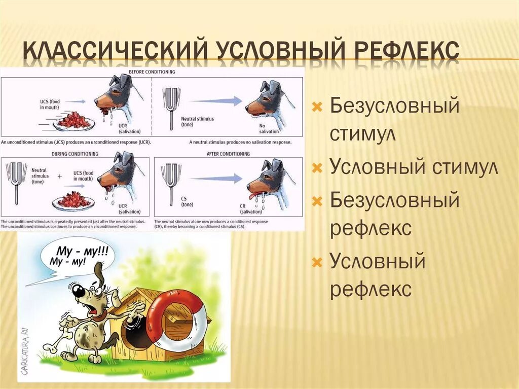 Какой рефлекс у человека является условным. Условный рефлекс. Условные и безусловные рефлексы животных. Условные рефлексы у человека. Классический условный рефлекс пример.