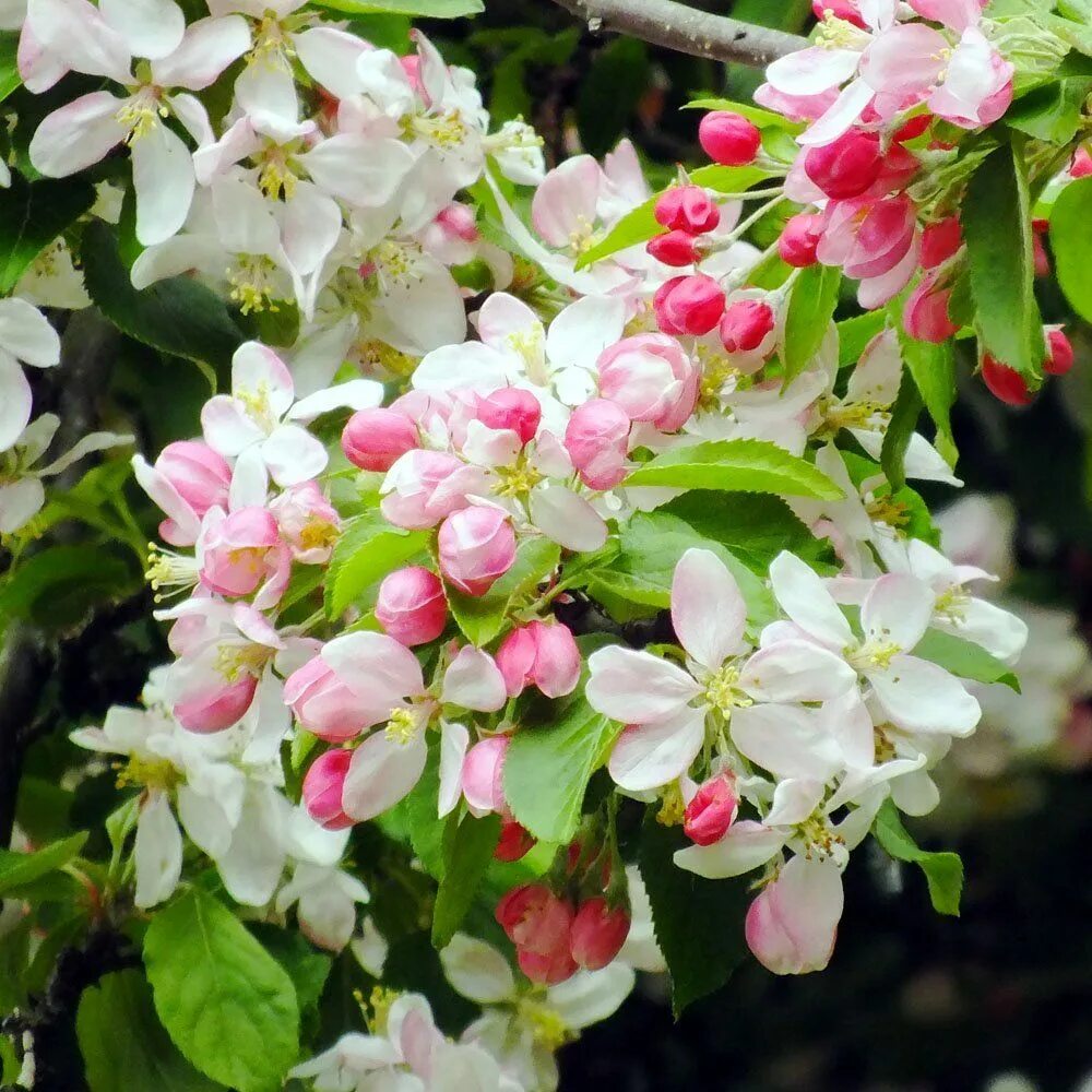 Crab apple tree