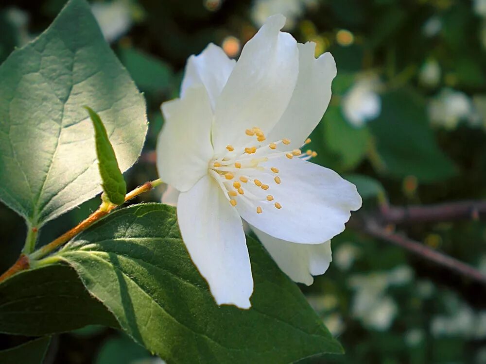 цветок жасмина jasminum. чубушник старбрайт. чубушник жемчуг. чубушник цветок. чубушник соцветие.