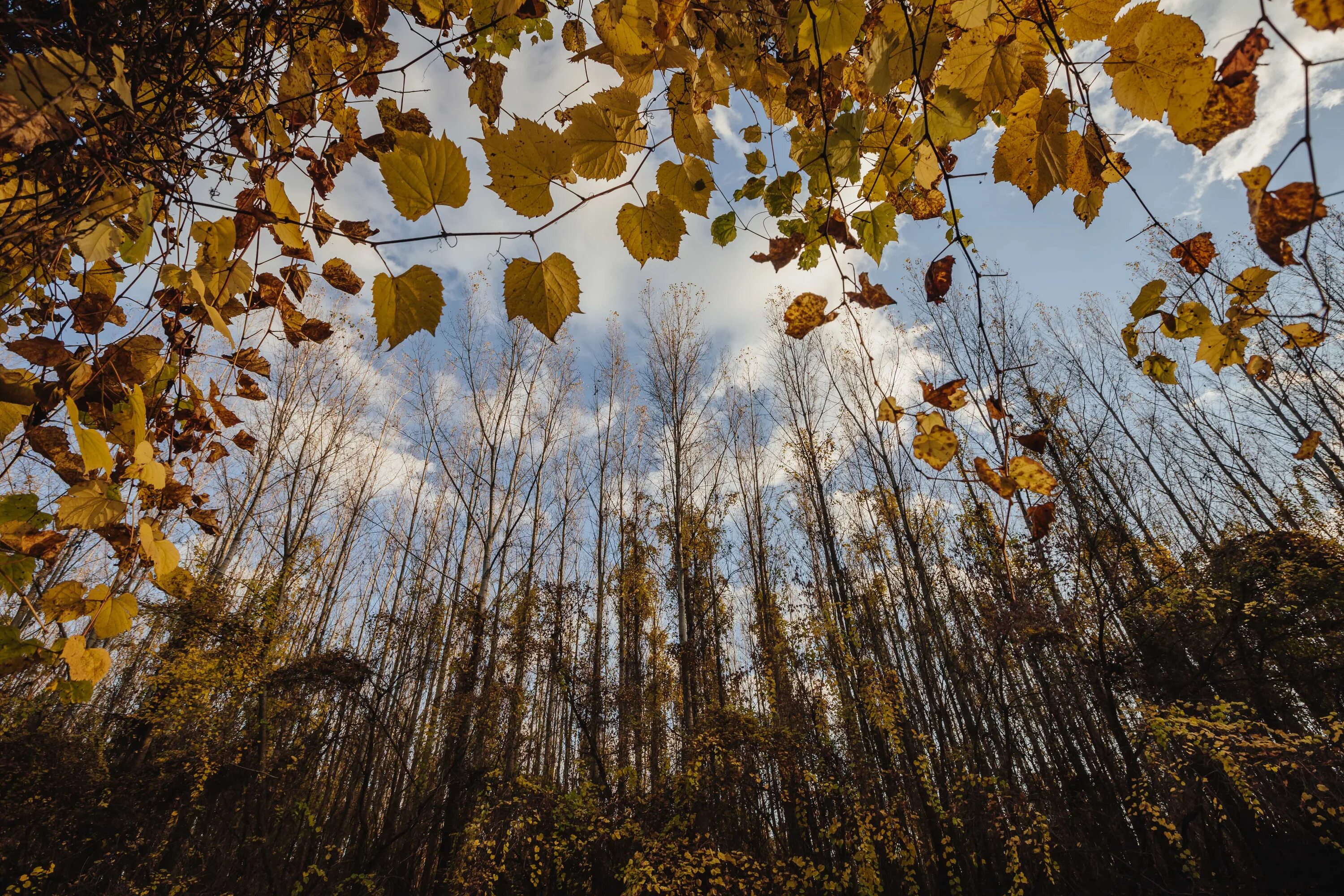 Осенний дождь. Пасмурная осень. Дерево с облетающей листвой. Листопад осенью. Падают листья и устилают землю