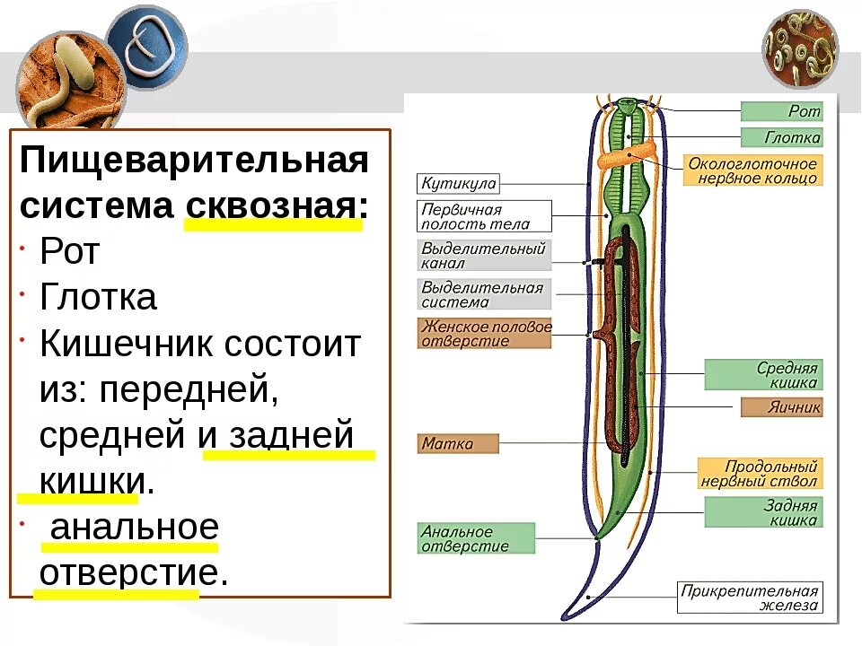 У круглых червей отсутствует. Круглые черви строение выделительной системы. Пищеварительная система круглых червей 7 класс таблица. Сквозная пищеварительная система у круглых червей. Пищеварит система круглых червей сквозная?.