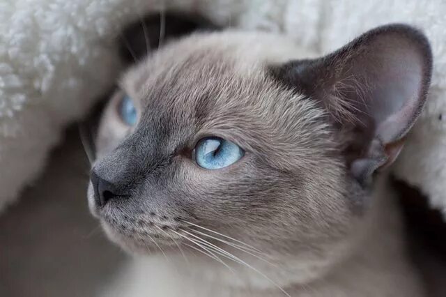 Сиамские котята серые. Сиамская голубая кошка. Тайская кошка блю поинт. Тонкинская кошка голубая норка. Тайская кошка блю пойнт.