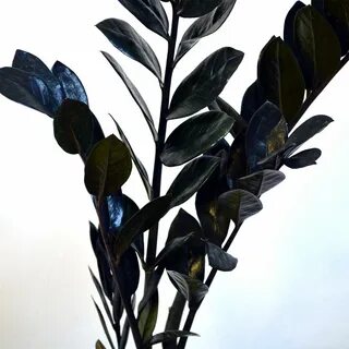 Black plants