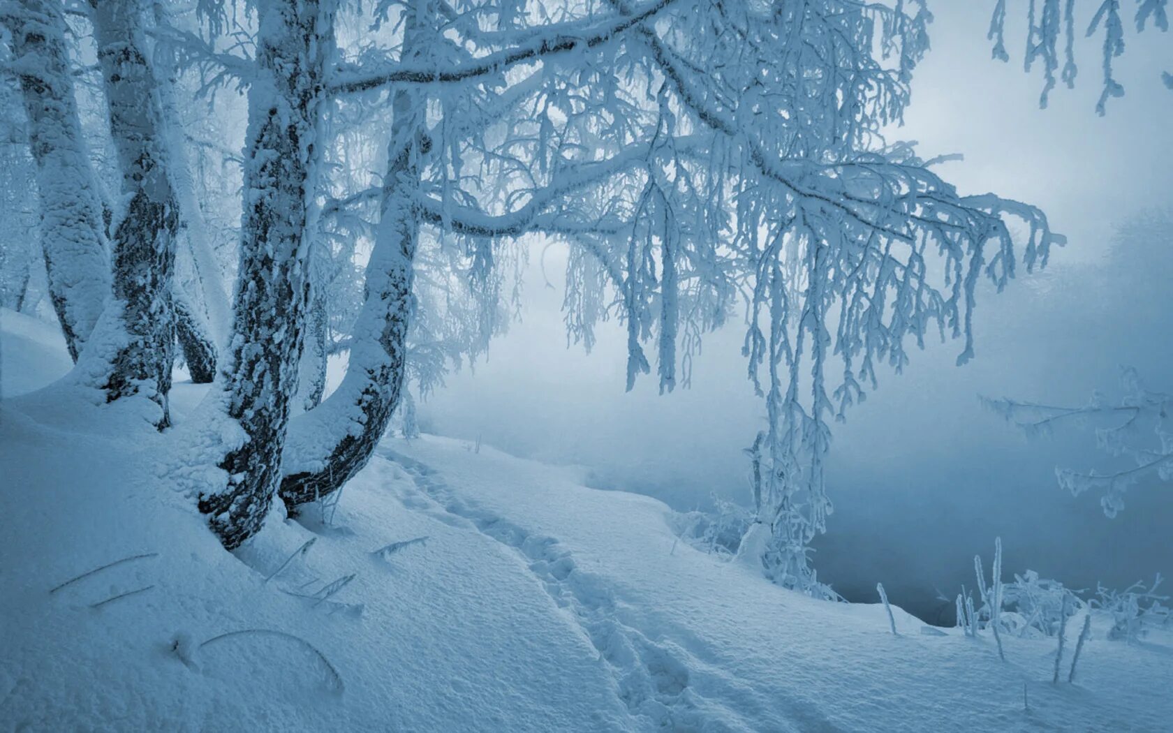 Елка в снегу. Снег асмр. Звуки зимы. Звук зимнего ветра с вьюгой. Зима фонарь.