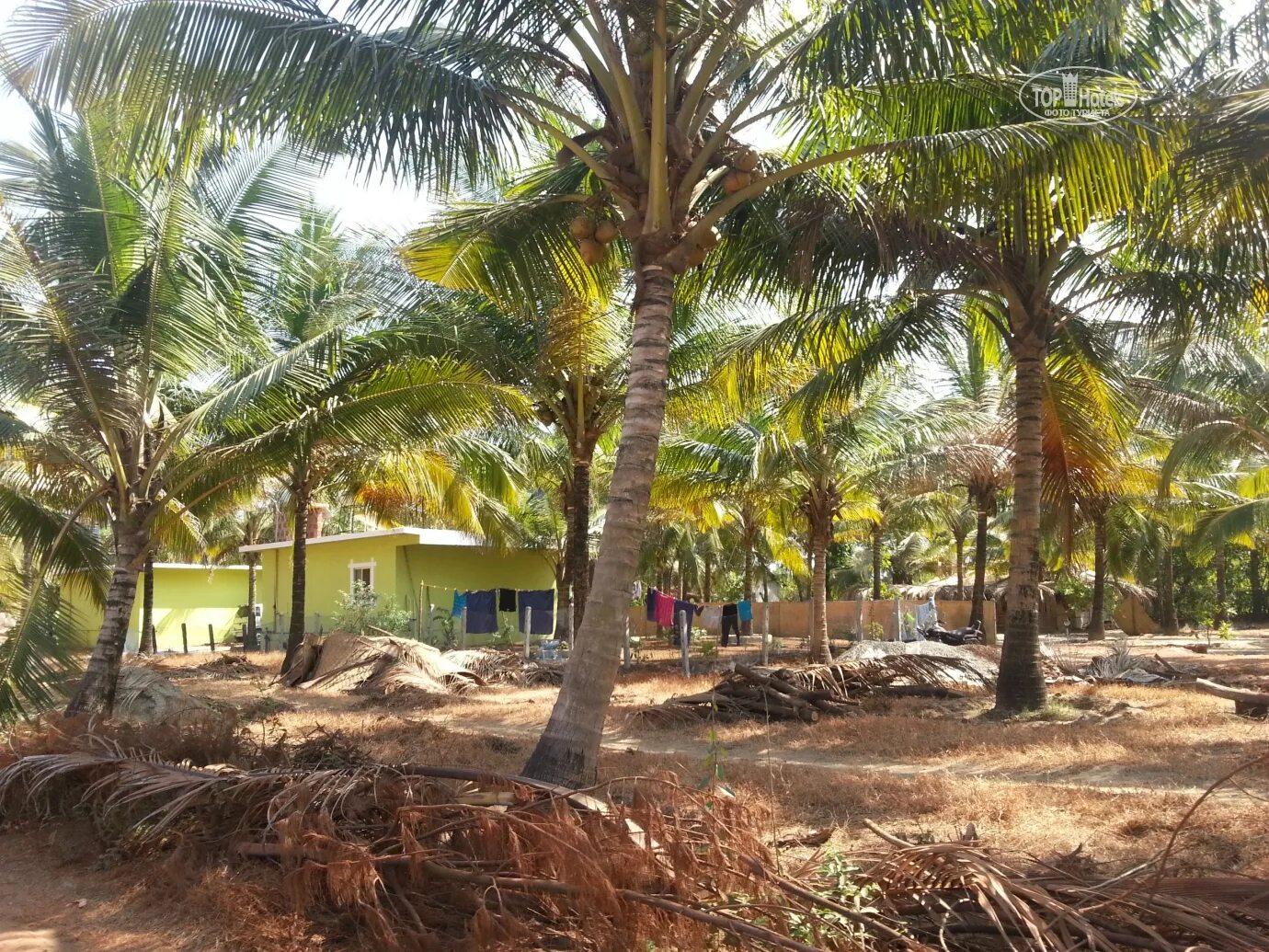 индия пляж морджим. северный гоа морджим. морджим бич. северный гоа морджим. Morjim beach resort 3.