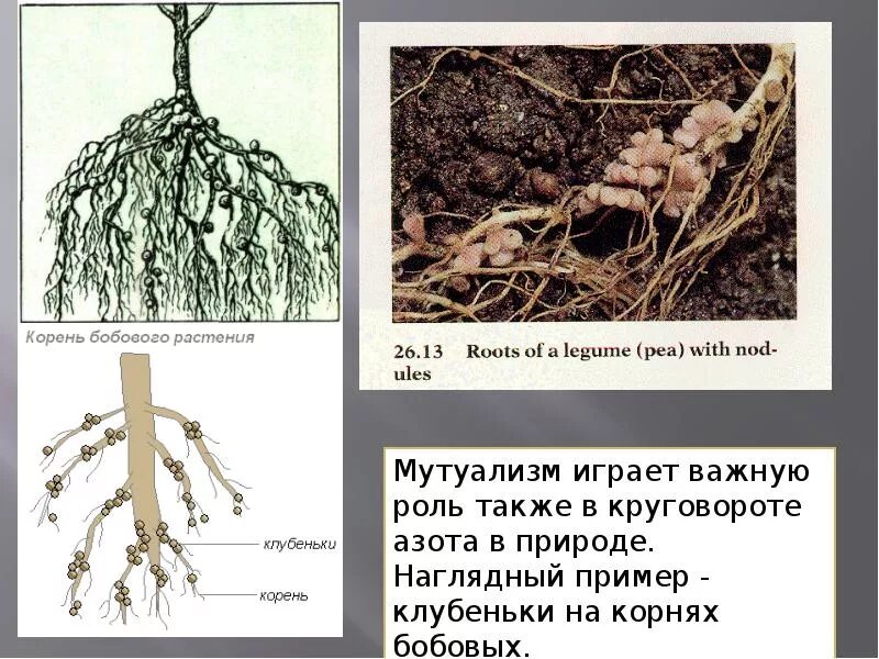 Клубеньковые растения на корнях бобовых растений. Азотфиксирующие клубеньки. Клубеньковые бактерии симбиоз. Микориза и клубеньки. Бактериальные клубеньки на корнях бобовых.