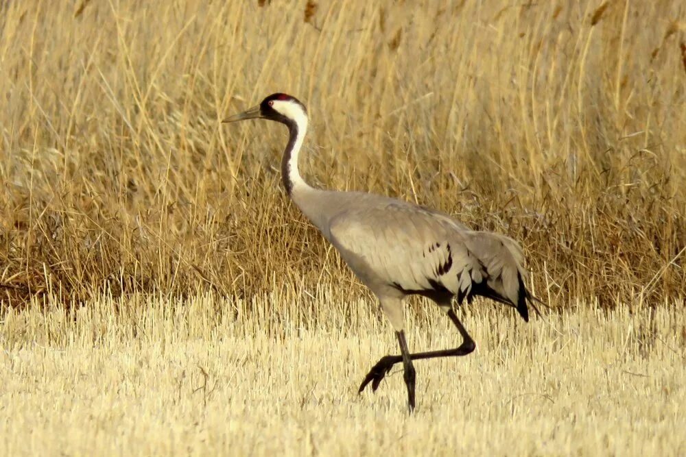 Серый журавль Grus Grus. Серый журавль (Grus Grus (l.). Серый журавль в Удмуртии. Журавель Казахстан.