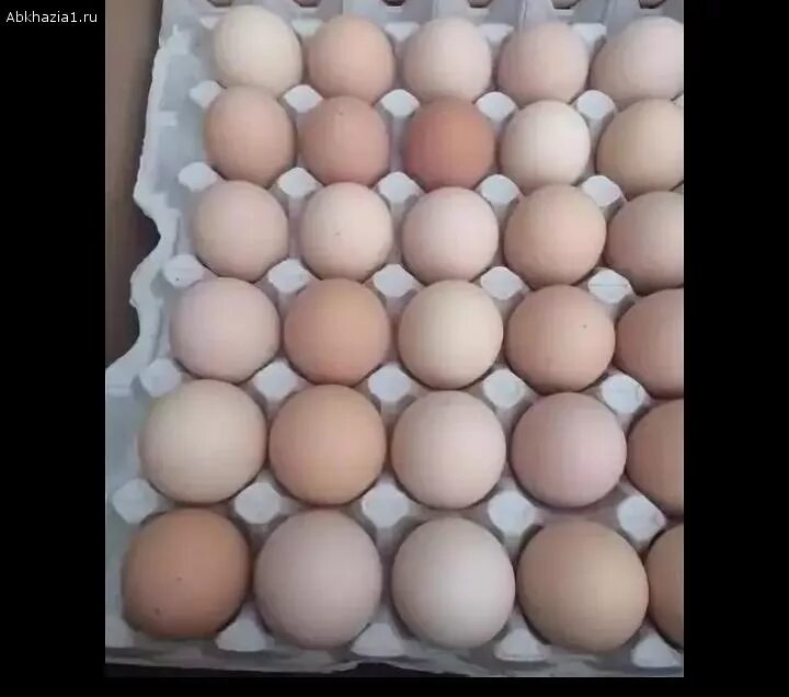 Купить инкубационное яйцо в воронежской области. Инкубационное яйцо бройлера Кобб 500. Инкубация бройлеров Кобб 500. Кобб 500 Венгрия. Цвет яйца Кобб 500.