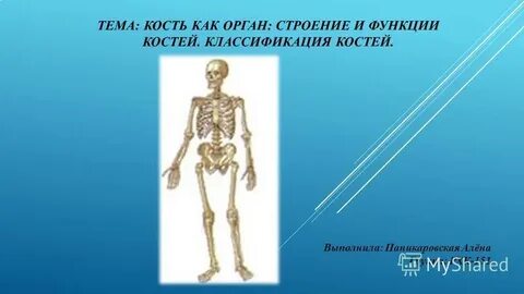 Кость это орган