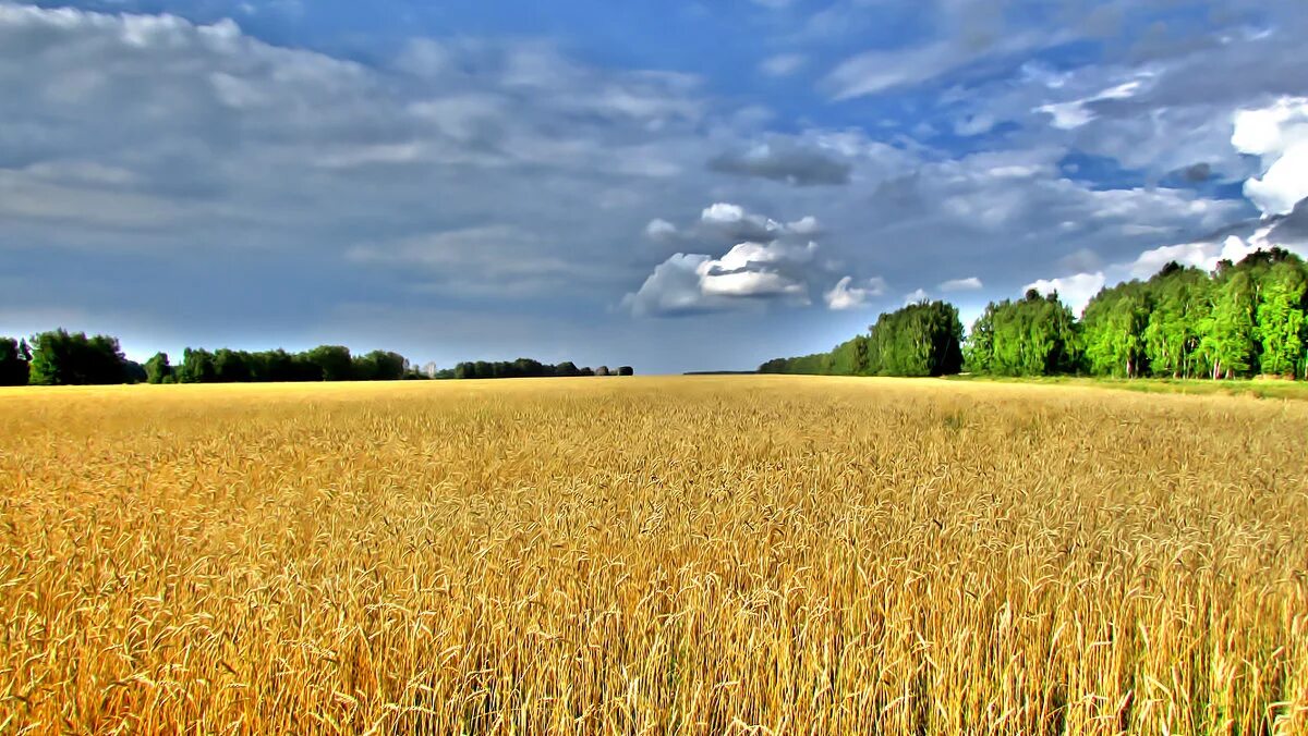 поле и лес вдалеке. поле пшеницы панорама. природа лес поле. костанай хлебные поля. кромка поля.