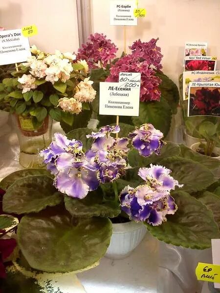 Дом фиалки на ввц. Центр фиалки на вднх. Центр фиалки на вднх фиалки. Центр фиалки на вднх фиалки. Центр фиалки на вднх.