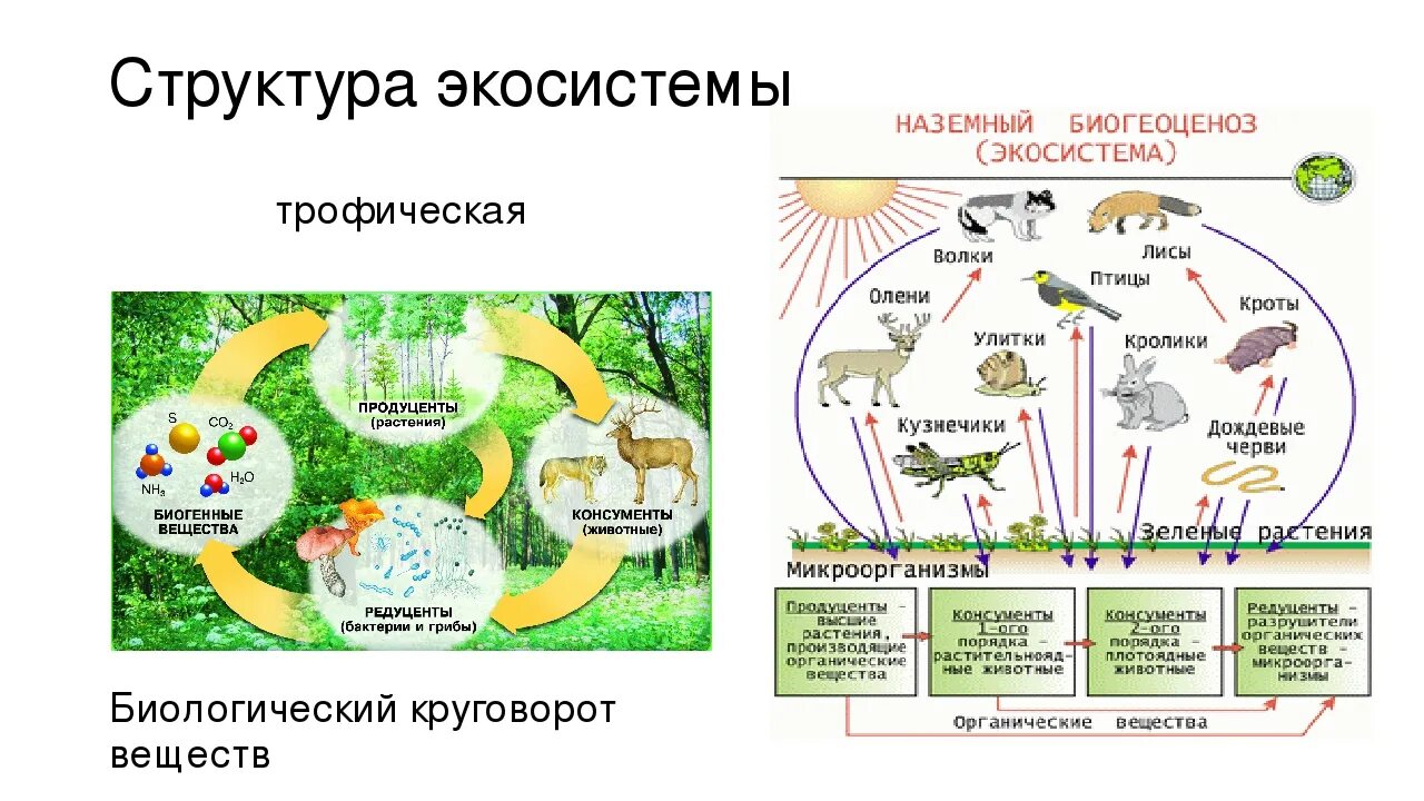 Трофическая структура биогеоценоза схема. Трофическая структура сообщества это в биологии. Структура сообщество трофическая 9 класс биология. Структура экосистемы схема 9 класс биология. Биологический круговорот живых организмов