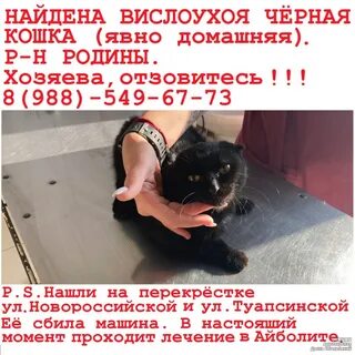 Сбитая кошка приметы