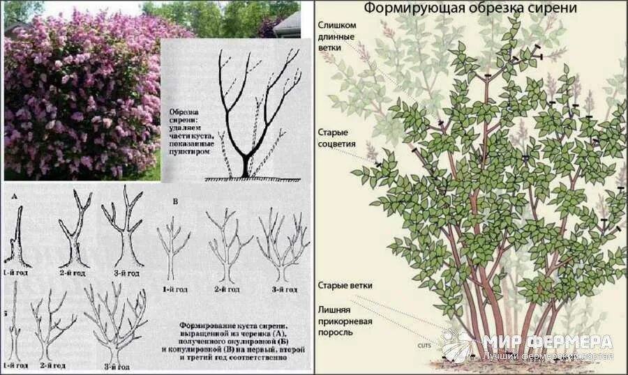 Как избавиться от сирени. Вейгела спирея форзиция. Спирея форзиция. Формирование штамба сирени схема. Спиреи ствол.