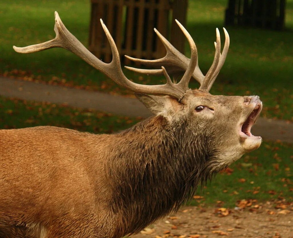Оленей cervus campestris. Лесной олень. Звуки оленя. Как кричит олень слушать. Плачущий олень.