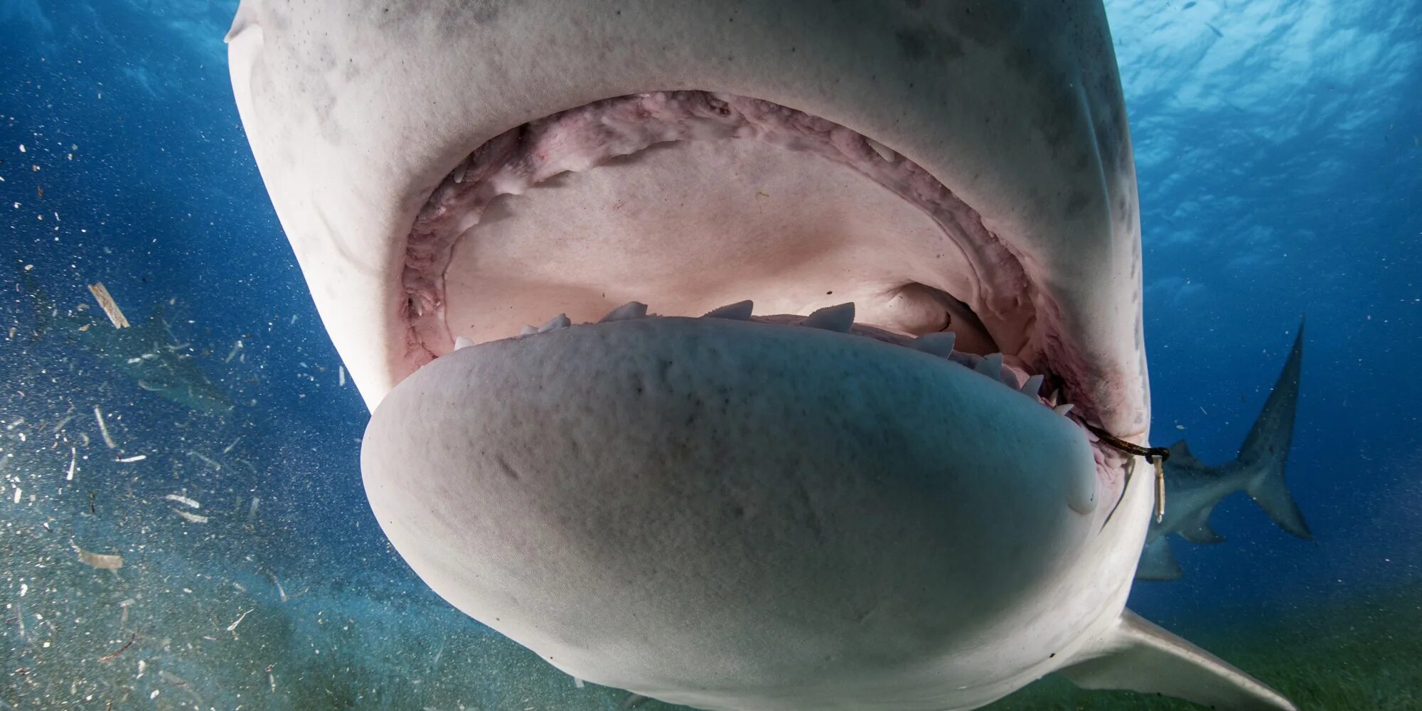 Акула открывает рот. Большеротая акула зубы. Пелагическая большеротая акула. Акула тигровая большеротая. Челюсть тигровой акулы.