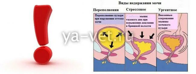 Как вызвать мочеиспускание. Для кошек при недержании мочи.