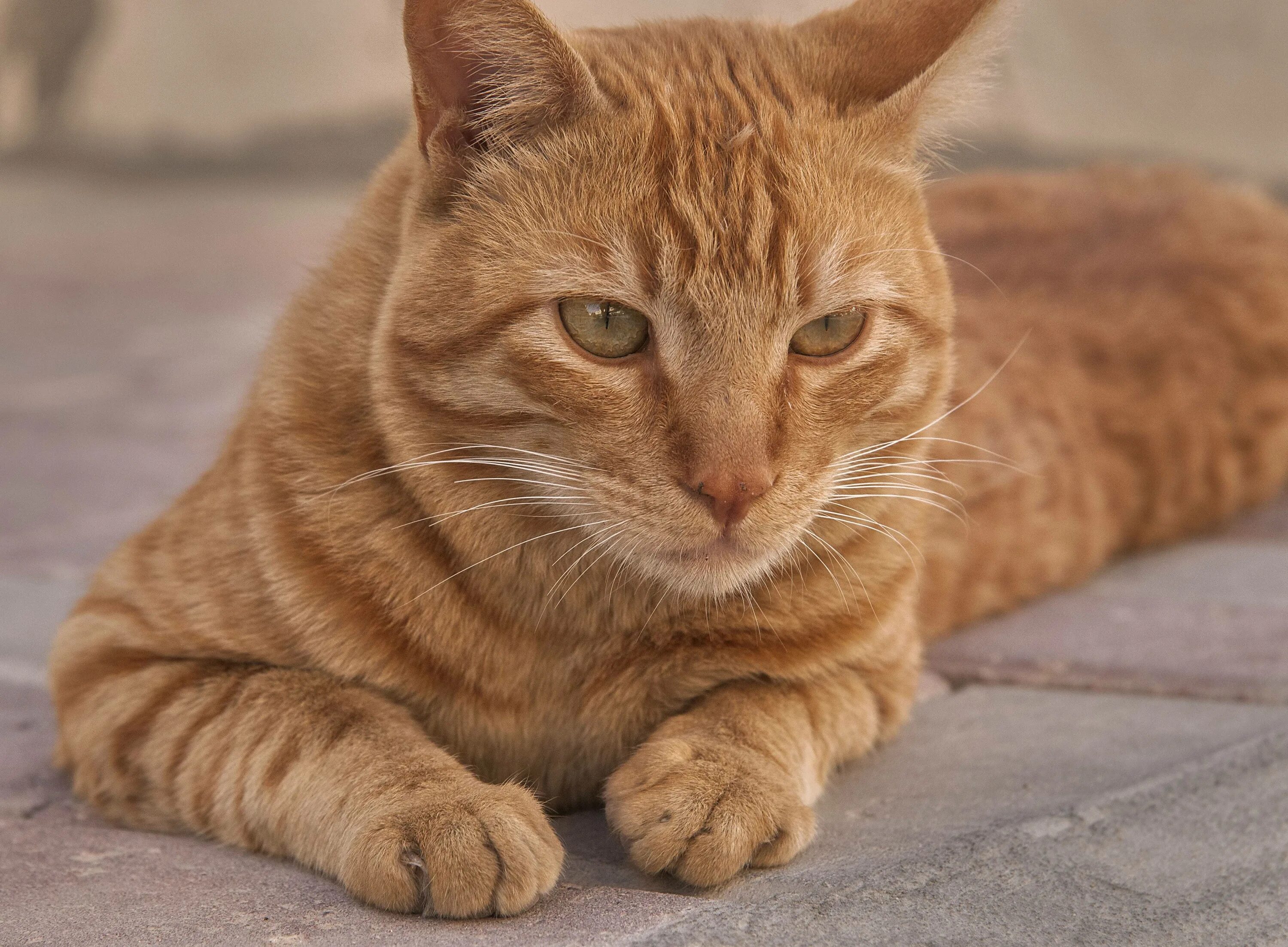 Рыжие породистые коты. Аравийский МАУ рыжий. Европейская короткошерстная табби рыжий. Бразильская короткошерстная кошка рыжая. Европейский гладкошерстный кот рыжий.