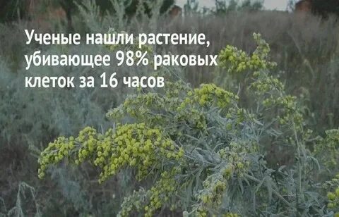 Растение погубившее