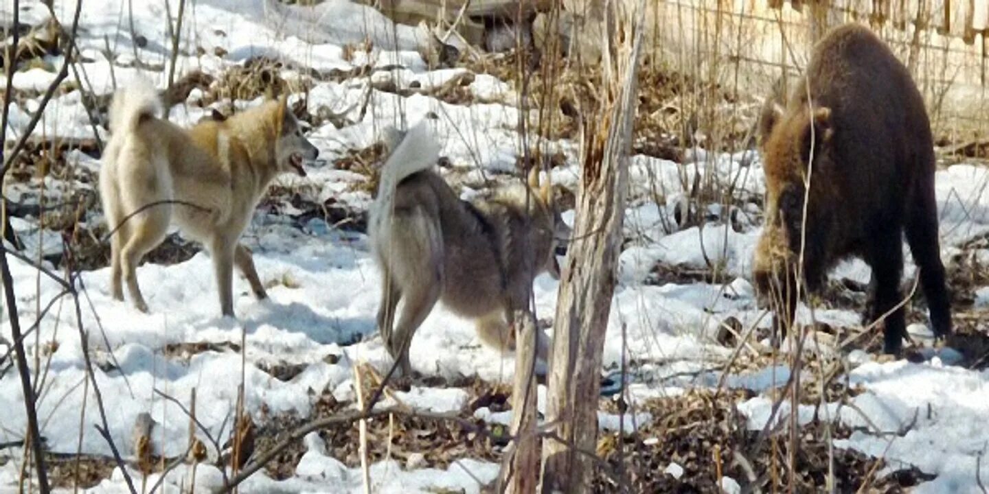 Охота на кабанов с лайками. Охота на кабанов с лайками. Западно сибирская лайка притравка по кабану. Восточно европейская лайка охота на кабана. Охота на кабана с собаками зимой 2020.
