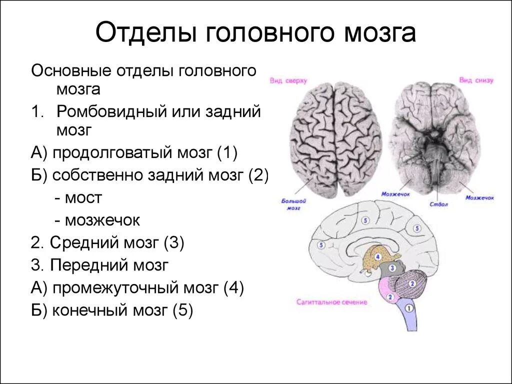 Строение отделов головного мозга задний мозг. Пять основных отделов головного мозга. Строение головного мозга 5 отделов. Перечислите 6 отделов головного мозга. Задний отдел головного мозга состоит