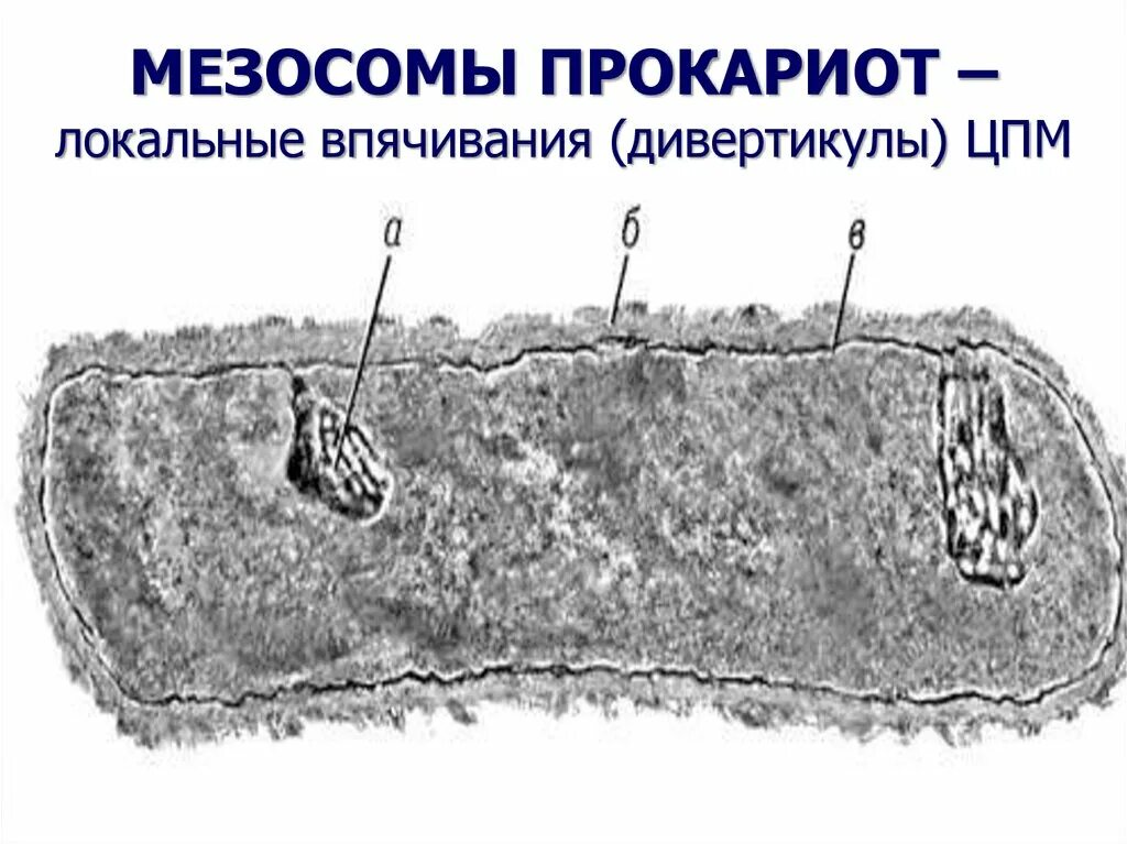 Мезосомы бактерий функции. Мезосомы в клетках бактерий. Строение бактерии мезосомы. Строение бактерии мезосома.