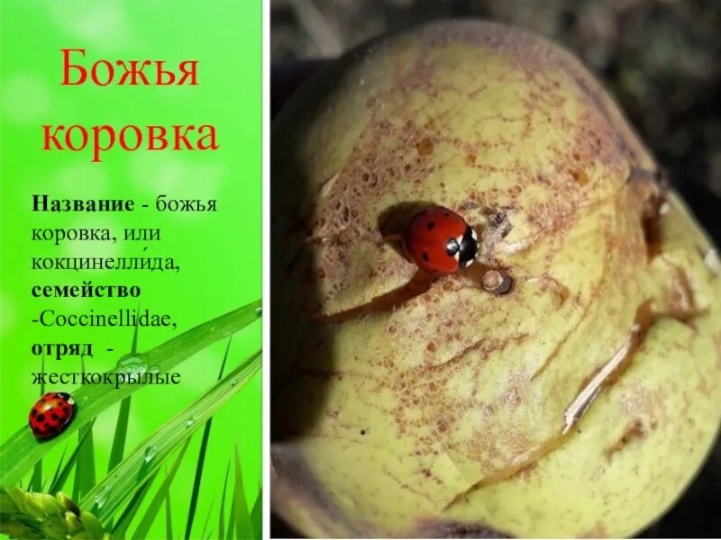 Почему божья коровка называется божьей. Божья коровка название. Почему назвали Божья коровка. Божья коровка отряда жесткокрылых. Почему Божью коровку назвали Божьей.