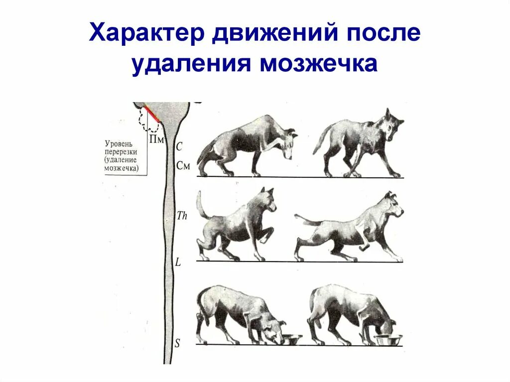 Какой характер движения. Характер движений после удаления мозжечка. нарушения при удалении мозжечка. последствия удаления мозжечка у животных. атаксия мозжечка у собак.