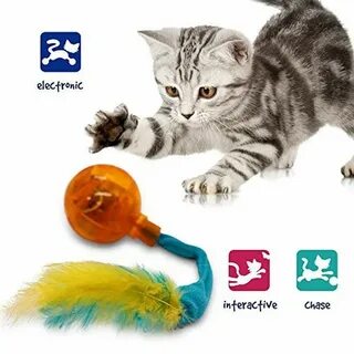 P p pet
