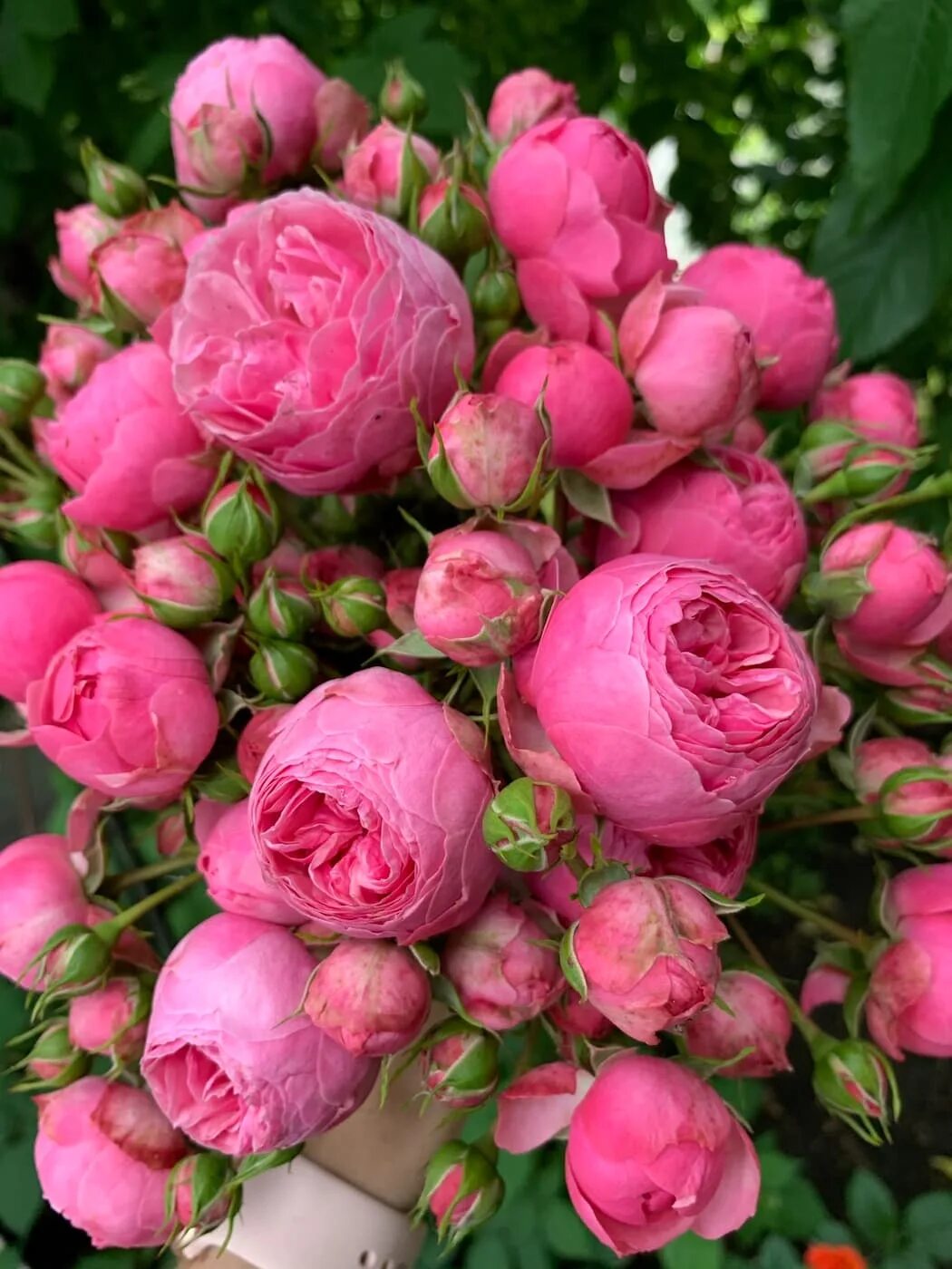 Роза помпонелла фото и описание отзывы Biltmore Rose Gardens! Love rose flower, Rose garden, Rose garden design