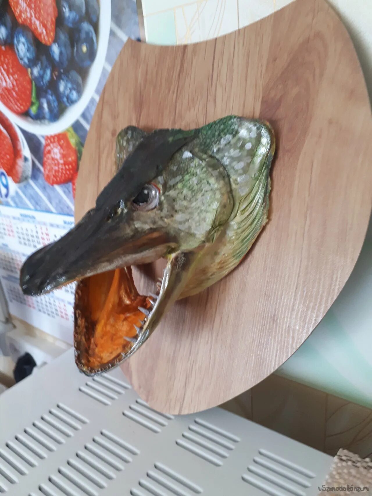 Голова щуки. Щучья голова чучело. Чучело головы щуки. Чучело из щучьей головы. Чучело из щучьей головы.