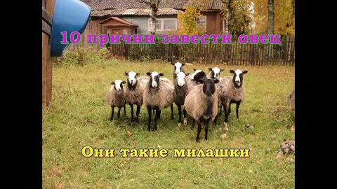 Барашки завести