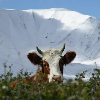 Сельхоз животные алтайский край