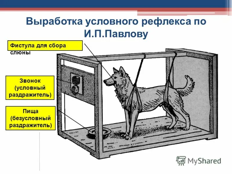 Научение у животных. Эксперимент Павлова условный рефлекс. Опыт Павлова условный рефлекс. Условные и безусловные рефлексы опыт Павлова. Собака Павлова условный рефлекс.