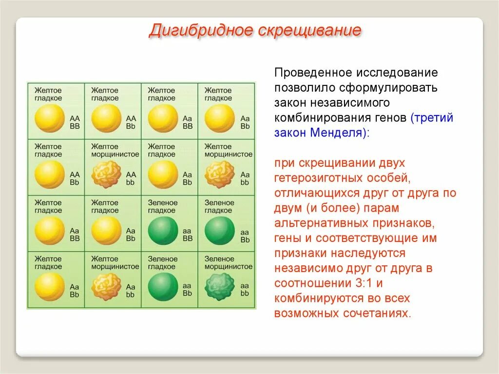 Законы менделя дигибридное скрещивание